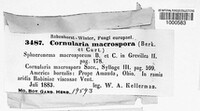 Cornularia macrospora image